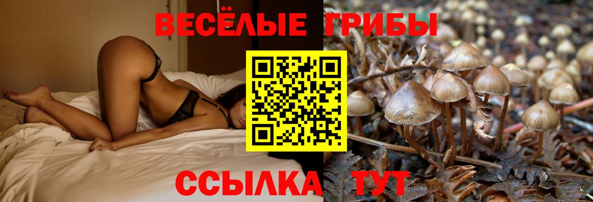 Моздок  Галлюциногенные грибы Magic Shrooms  Вход с VPN  что такое   Галлюциногенные грибы Psilocybe 